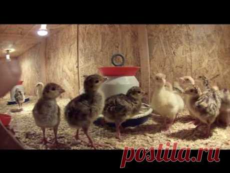 У нас появились индюки. Натуральное разведение индюков, с чего начать ?