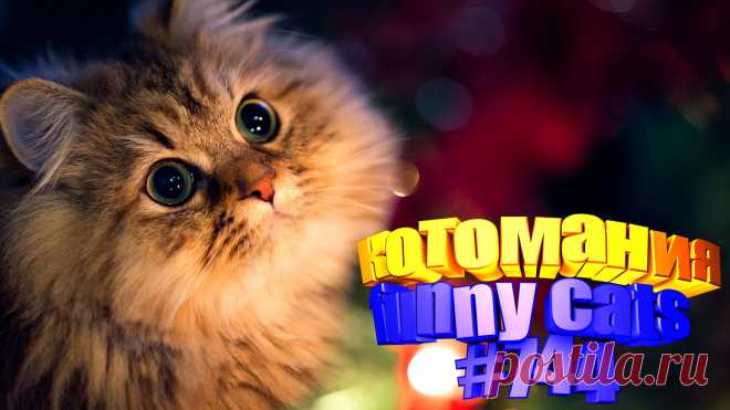 Любите смотреть приколы про котов? Тогда мы уверены, Вам понравится наше видео 😍. Также на котомании Вас ждут: видео кот,видео кота,видео коте,видео котов,видео кошек,видео кошка,видео кошки,видео о котах, видео про смешные, видео смешные, кот смешное видео, котики мило, кошек смешные, кошки приколы до слез, приколы о кошек, про кошек смешных, про смешных котов до слез, смешное про котов, смешной кот, смешные кошки для детей, смешных котов, смотреть смешные животные, приколы с котами до слез