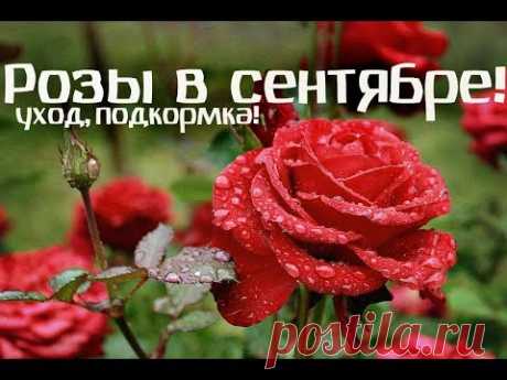Обязательно сделайте это в сентябре с розами!  Чем подкормить розы в сентябре и осенью?