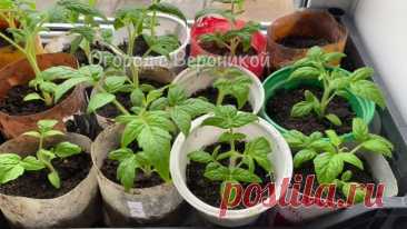 Бабушкин метод, за 2 дня стебель у рассады жирный и крепкий! Рассада коренастая. Простая натуральная подкормка для рассады | Огород с Вероникой | Дзен