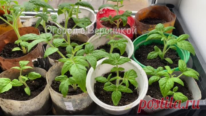 Бабушкин метод, за 2 дня стебель у рассады жирный и крепкий! Рассада коренастая. Простая натуральная подкормка для рассады | Огород с Вероникой | Дзен