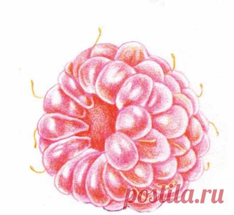 Сочная малинка цветными карандашами