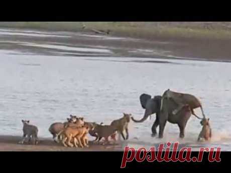 Norman Carr Safaris - Elephant survives attack by 14 Lions - YouTube
Молодой слон победил 14 голодных львиц