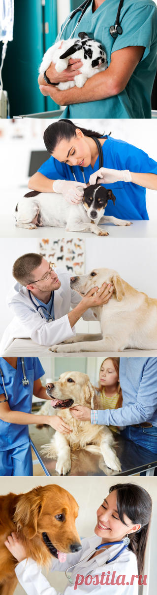 День работника ветеринарной медицины Украины | Зооляндия