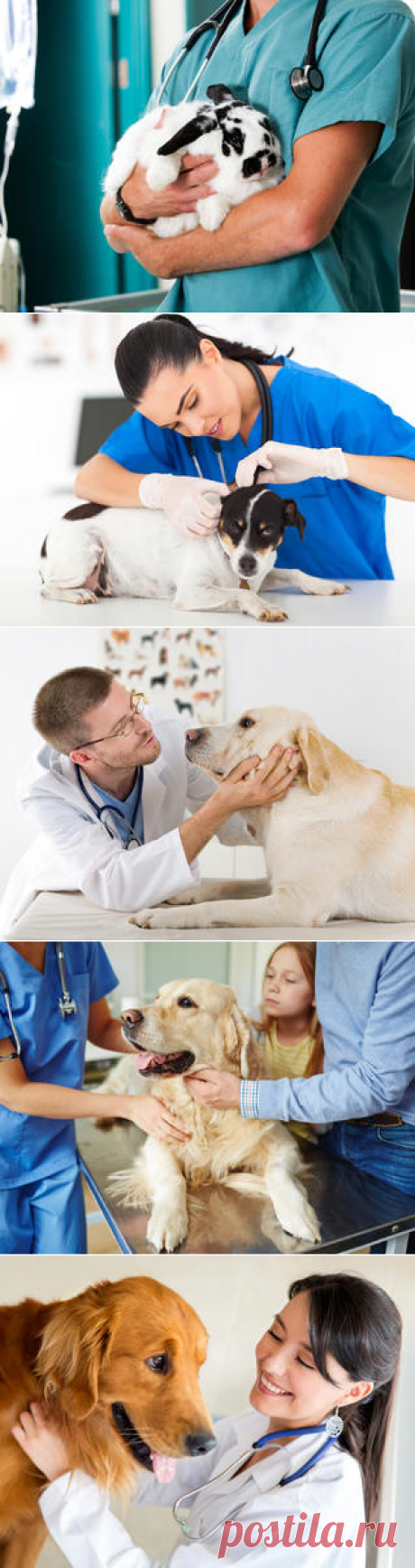 День работника ветеринарной медицины Украины | Зооляндия