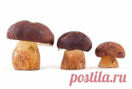 Хотите быть здоровыми и крепкими - рецепты из белых грибов. | Мамам, женщинам, бабушкам и очень любознательным.