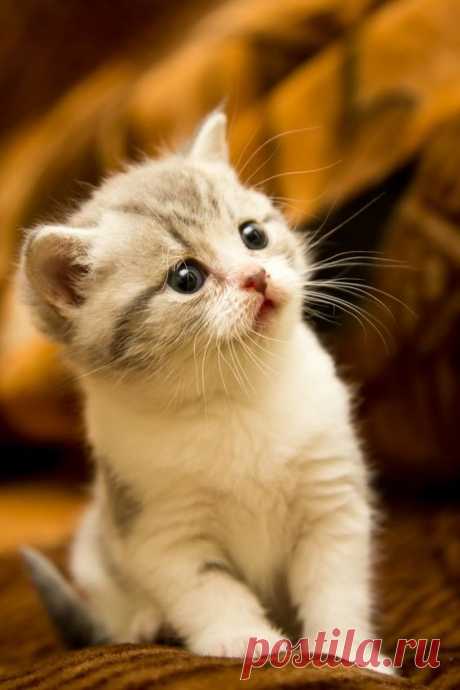 (6) Pinterest