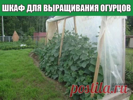 Шкаф для выращивания огурцов
Очень часто садоводы устраивают парник для огурцов своими руками. Чаще всего встречаются мини-парники или классические небольшие теплицы. Есть еще способ выращивания огурцов в мешках, бочках, на открытых шпалерах. Но такой вариант выращивания я вижу впервые: шкаф, а точнее шкаф — купе для любимых зеленцев смотрится на участке ничуть не хуже всех вышеперечисленных конструкций.
Шкаф для выращивания огурцов
Нет необходимости покупать целые листы п...
