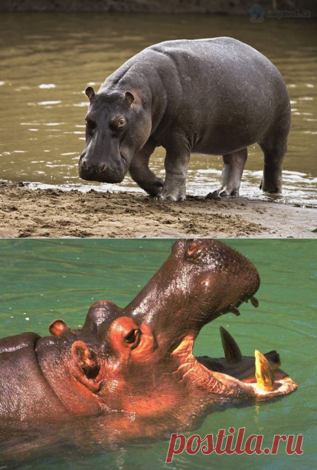 Бегемот или гиппопотам »