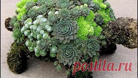 Красивые суккуленты