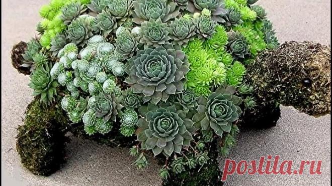 Красивые суккуленты