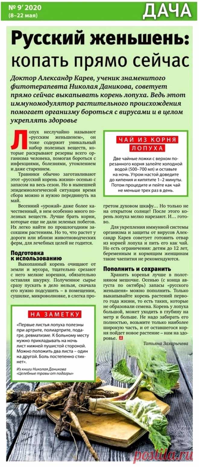 Лопух - русский женьшень