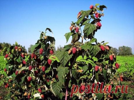 Незаменимая малина — 6 соток