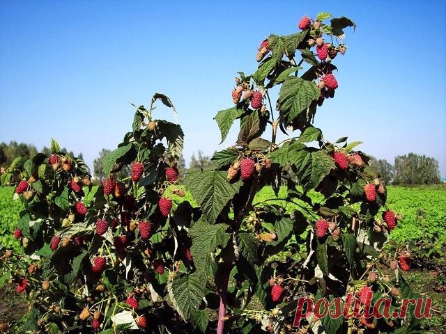 Незаменимая малина — 6 соток