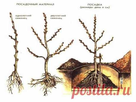 Облепиха: посадка, выращивание, уход