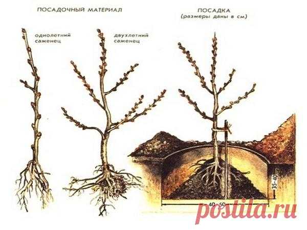 Облепиха: посадка, выращивание, уход