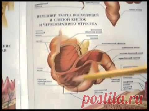 Секретно Про Аппендицит!