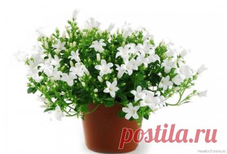 Комнатные растения. Кампанула