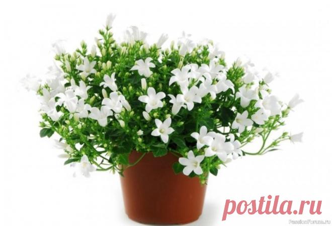 Комнатные растения. Кампанула