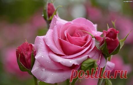 getImage (600×385)