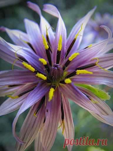Tragopogon coloratus