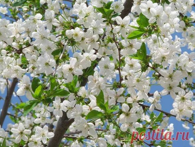 Как справиться с болезнями вишнёвых деревьев — 6 соток