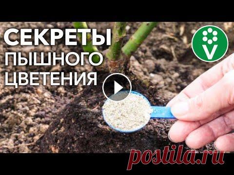 УХОД ЗА РОЗАМИ ВЕСНОЙ. Чем подкормить, обработать, какие побеги обрезать для пышного цветения ✿Всё для сада и огорода ищите в нашем интернет-магазине! ✔Беларусь: Розы весной нуждаются в нашей заботе и уходе. В этом видео я расскажу вам чем подк...