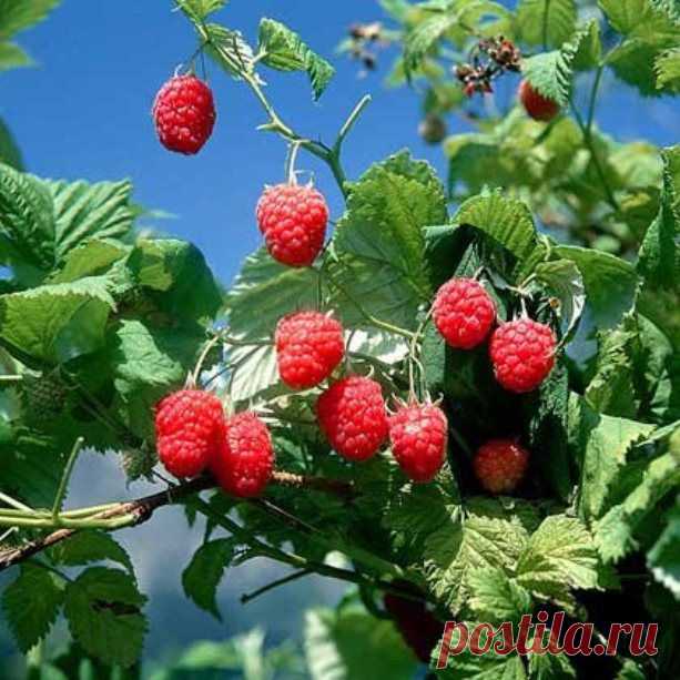 Об обрезке малины