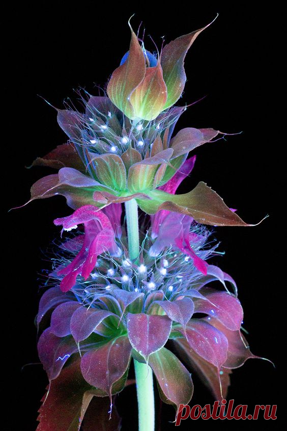 (10) Pinterest