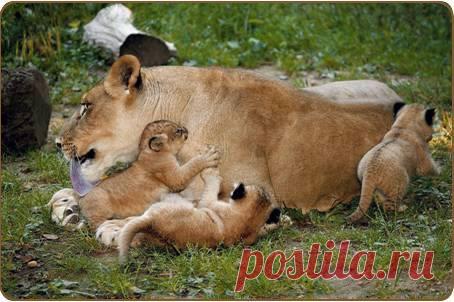 Смешная дикая природа