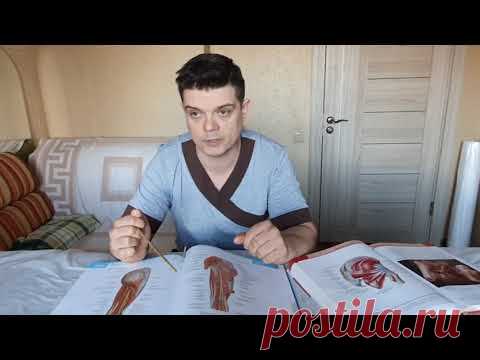 Грушевидная мышца. Четыре способа найти и пару слов про синдром грушевидной