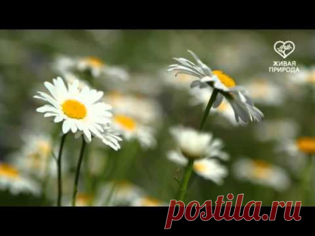 Живая природа - Ромашки на лугу
