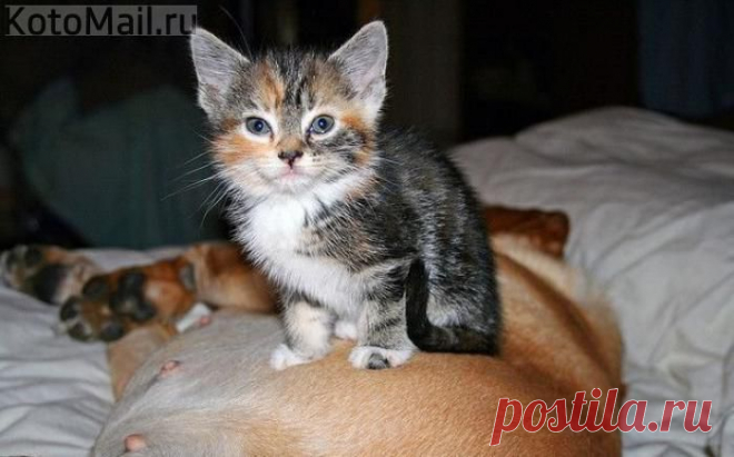 На пузе у собаки! | KotoMail.ru