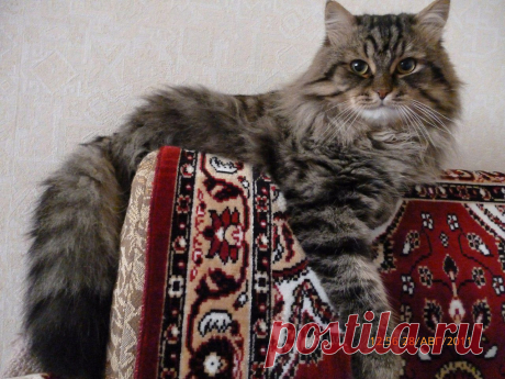 Без кота и жизнь не та