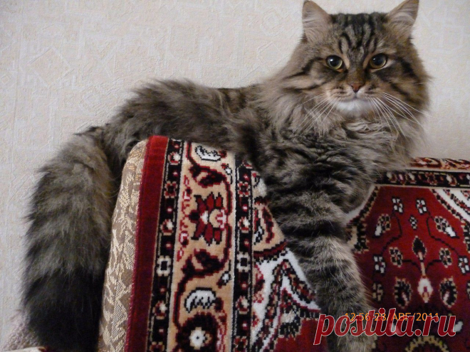 Без кота и жизнь не та