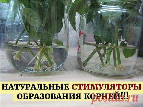 НАТУРАЛЬНЫЕ СТИМУЛЯТОРЫ ОБРАЗОВАНИЯ КОРНЕЙ!