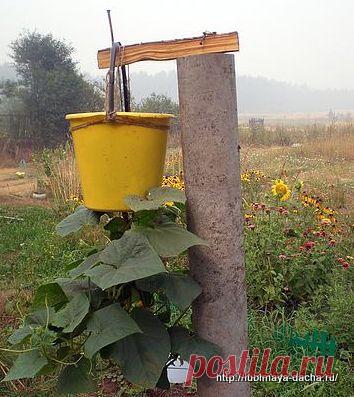 Как вырастить огурцы в ведре.