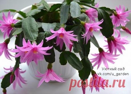 Поливайте декабрист (шлюмбергеру), ПРАВИЛЬНО. ИНСТРУКЦИЯ.

Декабристы радуют своих хозяев нежными цветами в то время, когда остальные растения переживают период зимнего сна. Обеспечить благоприятные условия данному виду не составит труда, если правильно выдержать температурный и световой режим. Важную роль играет и объем поливов, который меняется вместе с временами года.

 Зима – особенно важное время для декабриста, потому что именно тогда он набирает бутоны и зацветает. ...