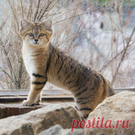 Поразительные дикие кошки — Наука и жизнь