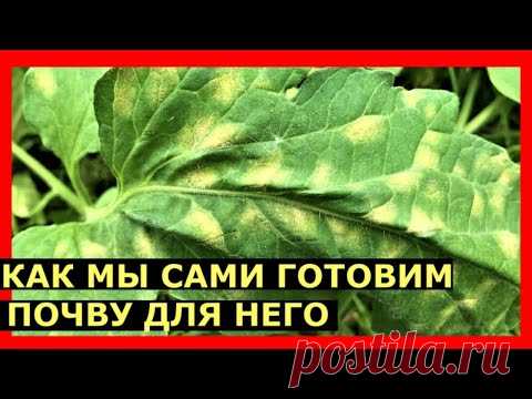 Кладоспориоз томатов  Как от него избавиться