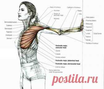 Упражнения Камиллы Волер для укрепления груди