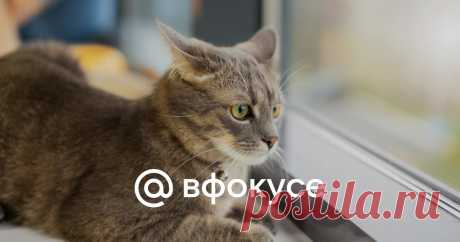 Знает кошка. Учёные открыли удивительную способность домашних животных Эксперименты показали, что эти умные животные ассоциируют произнесённые слова с изображениями без подсказок и даже вознаграждений.