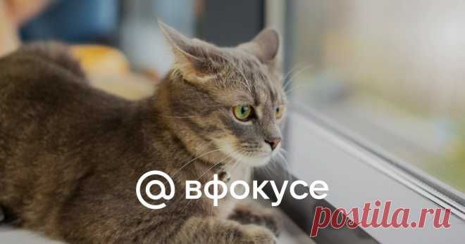 Знает кошка. Учёные открыли удивительную способность домашних животных Эксперименты показали, что эти умные животные ассоциируют произнесённые слова с изображениями без подсказок и даже вознаграждений.