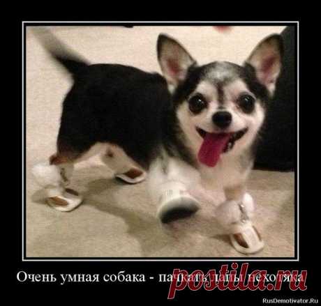 Собаки-Демотиваки. Супер! / Писец - приколы интернета