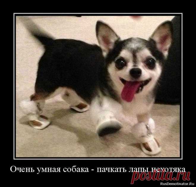 Собаки-Демотиваки. Супер! / Писец - приколы интернета