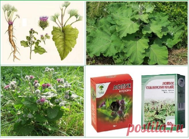 Про лопух