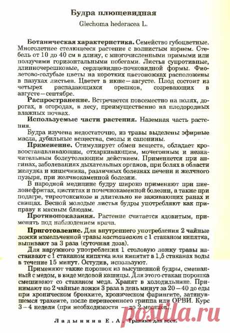 Будра плющевидная