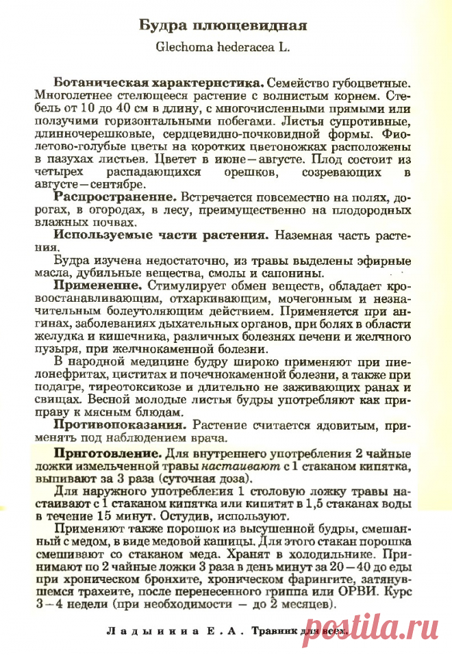 Будра плющевидная