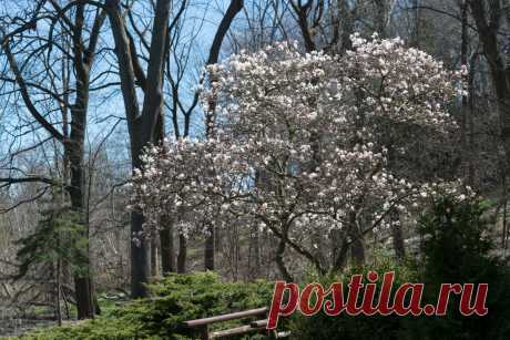 Компактные декоративные деревья для участка. Фото — Ботаничка