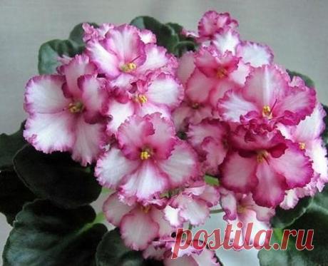 Правила шикарной фиалки